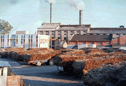Sugar industry  position stable in medium-term: Care Ratings
