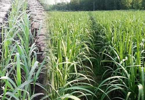UP sugarcane dept engage women SHGs for growing cane seedlings