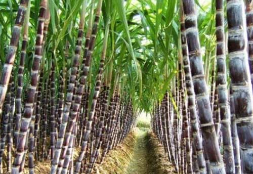 Govt approves highest ever FRP of 290 Rs per qtl for sugarcane farmers