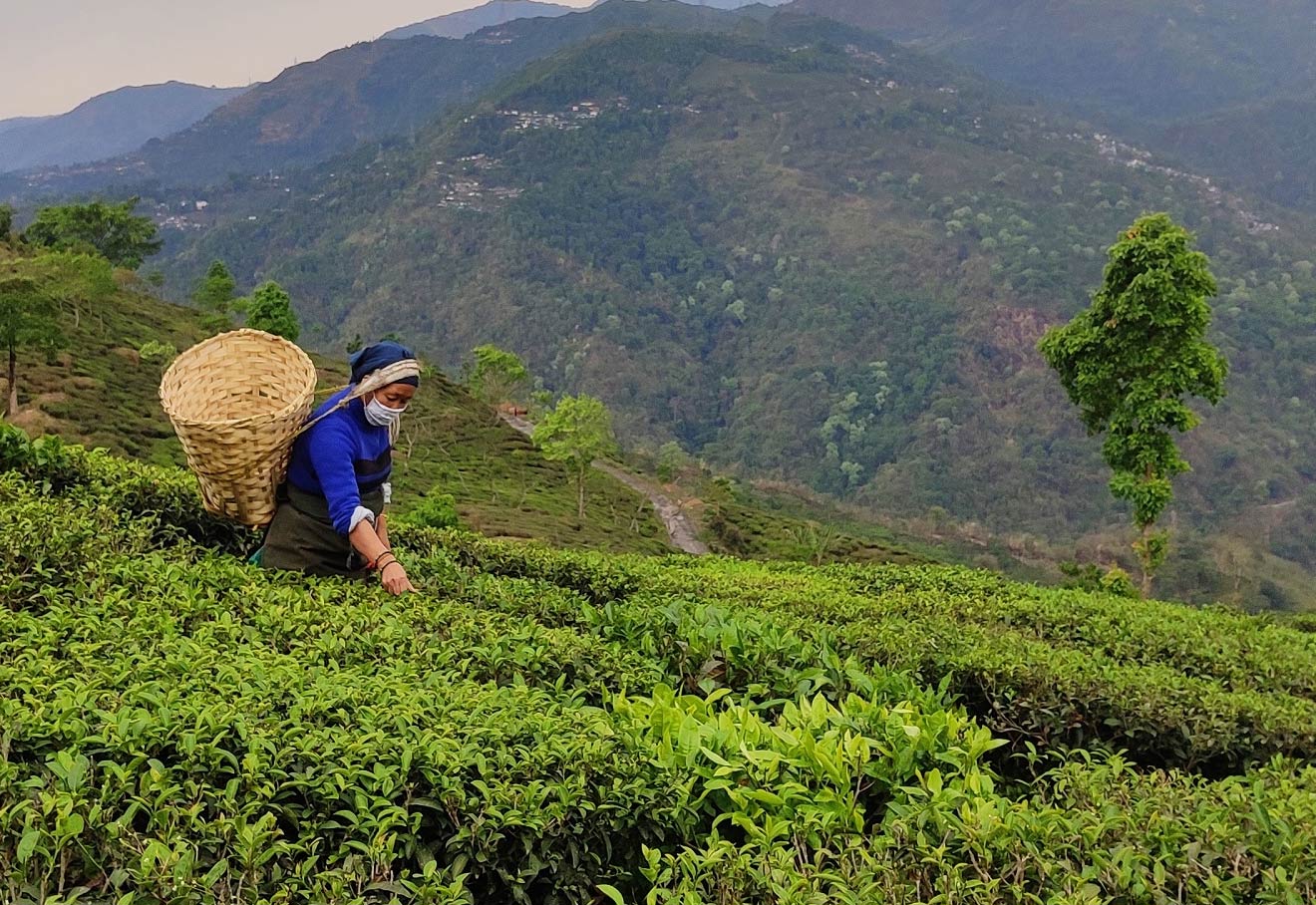 Tea Board Orders Closure Of Manufacturing Units In North India During Winters