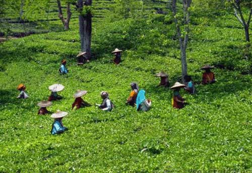 Battered Tea industry further hit by heavy rainfall: Tea Association of India