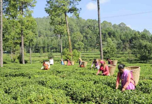 Commerce Ministry to address problems of the tea industry