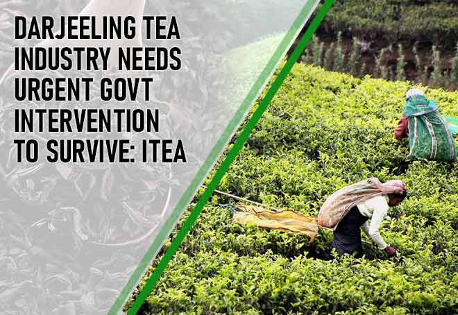 Darjeeling Tea Industry Needs Urgent Govt Intervention To Survive: ITEA