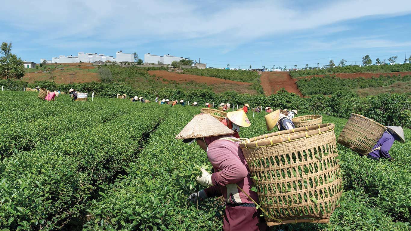 Assam and Bengal Tea Industry Faces Severe Crisis