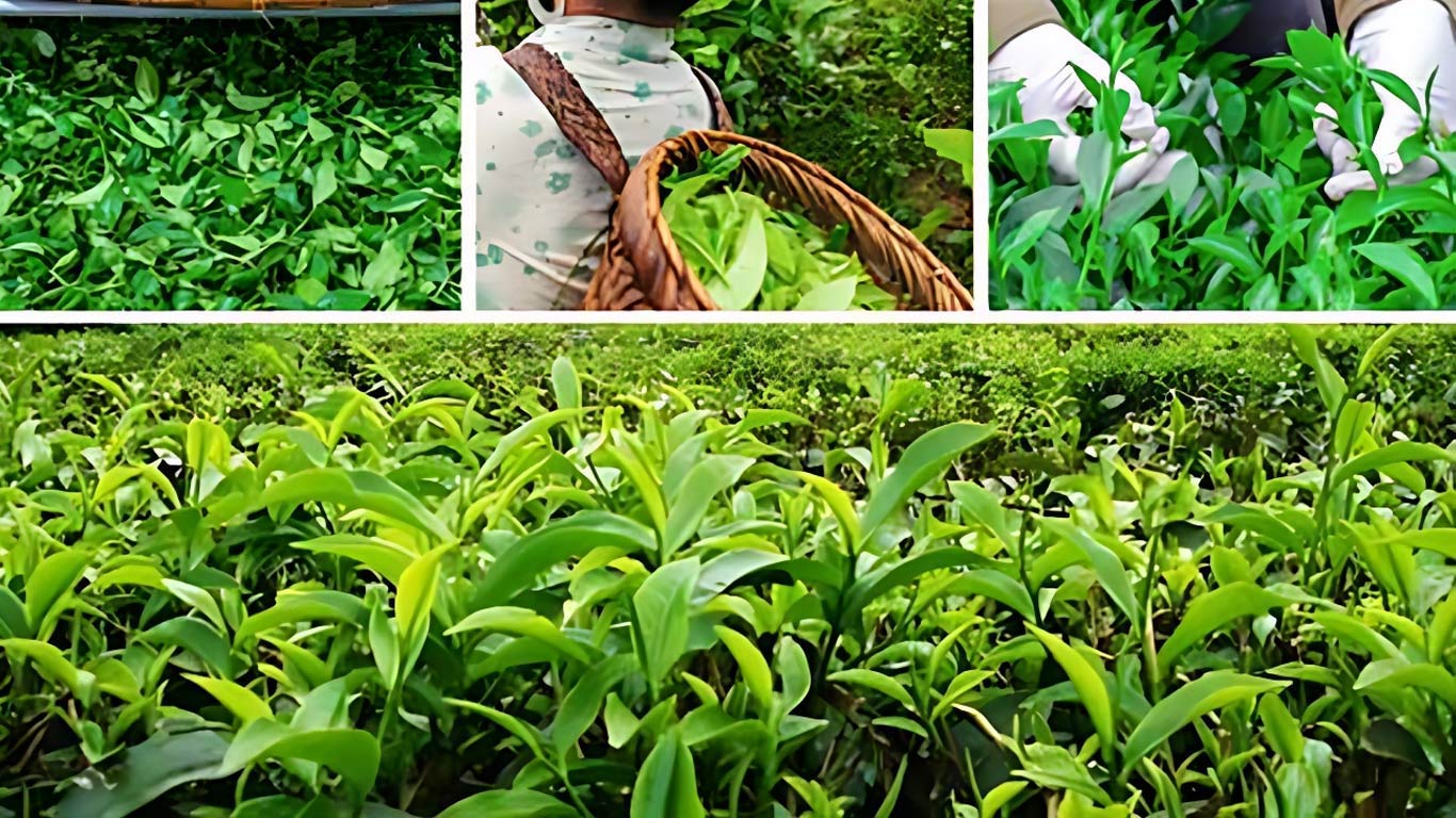 Tea Industry Seeks Higher RoDTEP Rates to Boost Exports