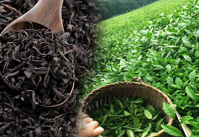 UAE second biggest tea importer from India during Jan-sept 2022