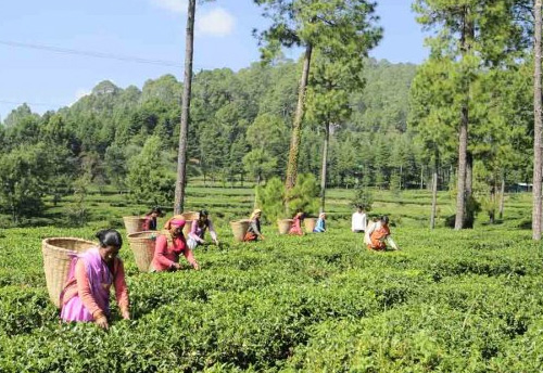 Tea exports increases by 11.5 per cent: Tea Board