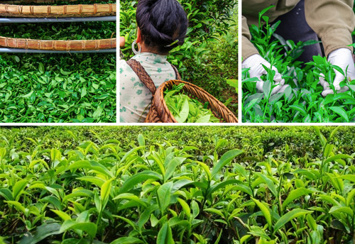 Union of five tea-growing and consuming countries launched boost tea trade
