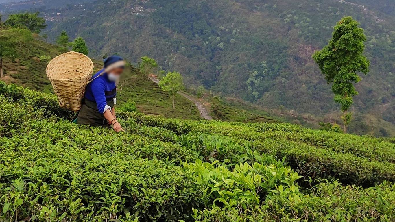 Indian Tea Industry Faces Echoes Of 2002-07 Crisis, TAI Proposes Remedial Measures