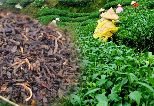 Government to revise definition of mini and micro tea factories
