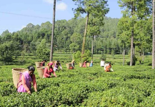 Tea exports decline during Jan-Feb 2019