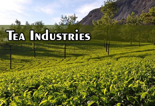 Expert Committee discusses issues of tea industry
