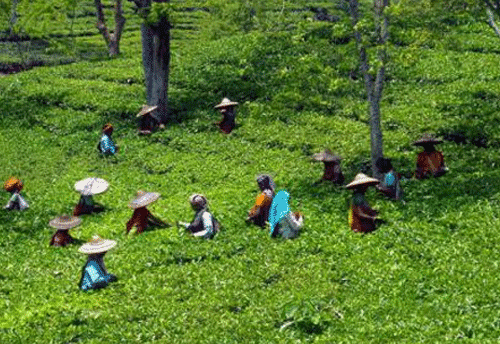 Tea Board urges RBI regarding payment of garden workers