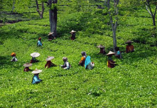 10-day Workshop held in Tripura for Skill development of small tea growers