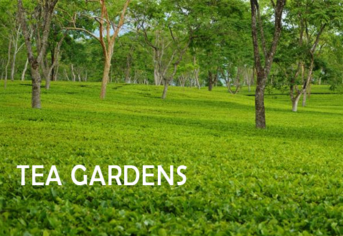 15 per cent vacant land in tea gardens would be used for various purposes, says Partha Chatterjee