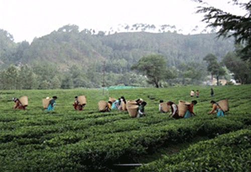 Tea marketing control order amended to facilitate small tea growers