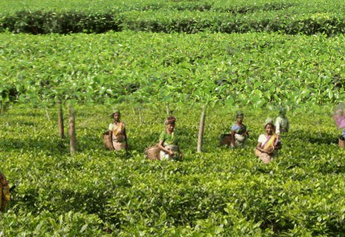 Tea industry looks for exemption from GST