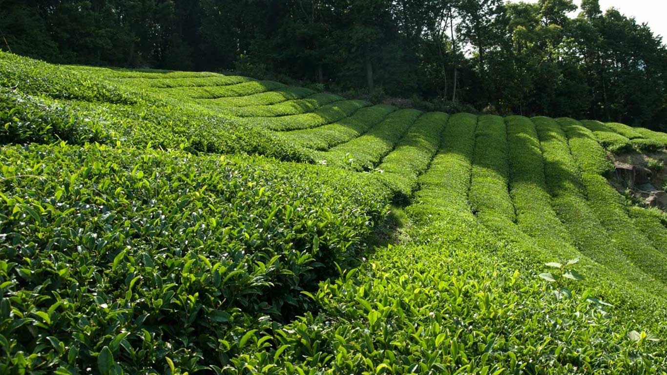 India's Tea Exports Record Robust Growth Of 23.79% During Jan-July 2024