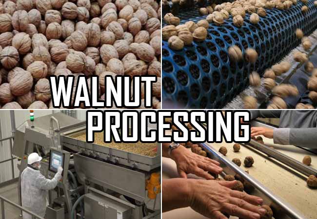 Two walnut processing units begin operations in Kupwara district of J&K