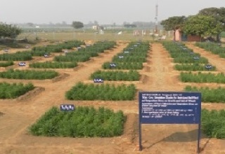 IARI Jharkhand to help create employment, economic growth through skilled manpower
