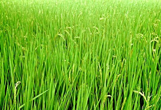 ICAR - spearheading tricolour revolution in agriculture 