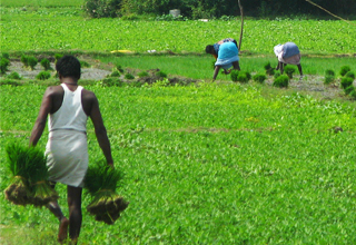 APEDA to equip states with infra to boost agri exports