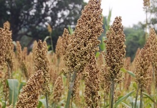 Global Network to help modernise Navi Mumbai agri market