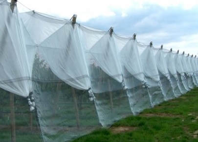 Use of Agrotextiles to be promoted in North East
