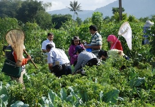 Integrating small farmers into regional & global value chains through contract farming
