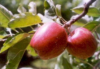 DGFT amends import policy conditions of apples