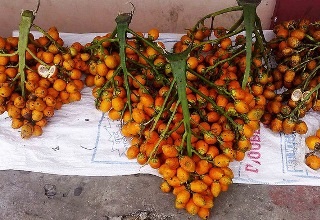 Minimum import price on areca nuts hiked