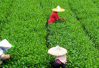 Assam tea industry lost 20mn kg to the rains