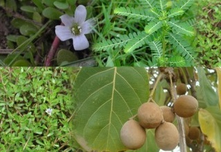 Workshop on essential oil, perfumery and aromatherapy
