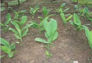 Ayurveda & Unani drug manufacturers to maintain record of raw materials used