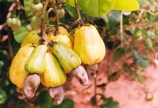 CFC for cashew cluster at Ganjam in Orissa