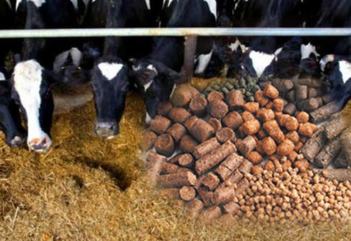 Raw material cost for Cattle Feed Mfg units go up by 5% due to withdrawal of Toll Tax Exemption