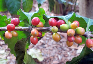 Coffee Board to promote entrepreneurship