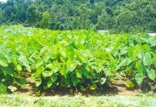 APEDA to ensure that agri exports meet global standards