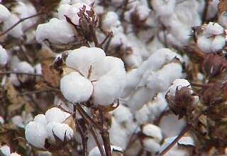 DGFT amends export policy of cotton yarn, removes registration rule