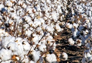 Certification standards for organic textiles to strengthen farming families