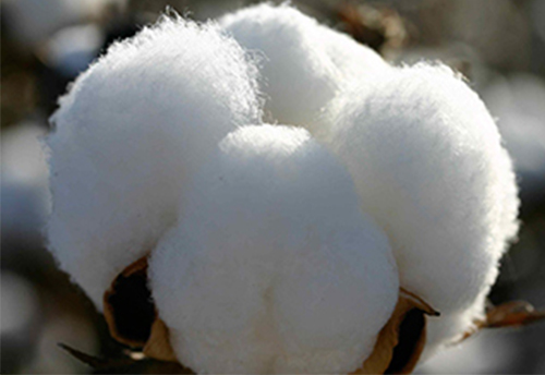 Cotton production likely to drop as farmers are shifting to other crops: Textile Commissioner