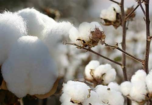 Surge in cotton price forces textile mills to import
