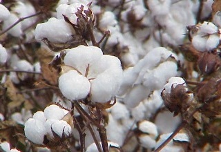 Global cotton prices to remain range-bound in 2016, a boon to spinning industry