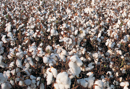 High level subsidies on cotton in developed countries is a cause of worry, says Commerce Ministry