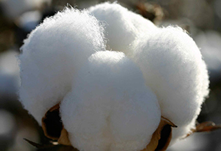 Telangana minister asks centre to hike MPS of cotton