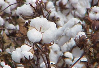 Direct Benefit Transfer scheme for Cotton farmers too on anvil