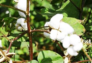 Punjab govt announces Rs 10 crore grant for cotton farmers