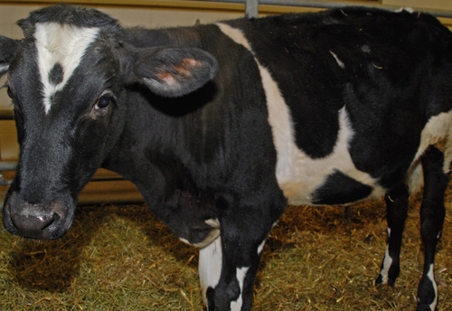 Cow urine’s growing demand gives boost to the industry