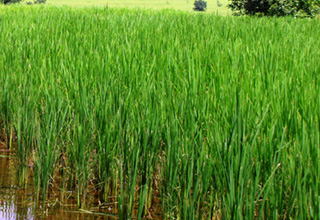 Cabinet approves New Crop Insurance Scheme for farmers at low premium