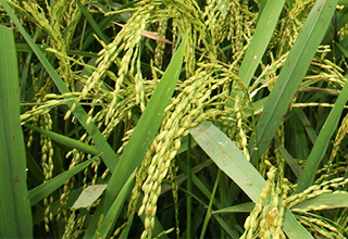 Govt to support ICRISAT in reaching technology to small farmers 